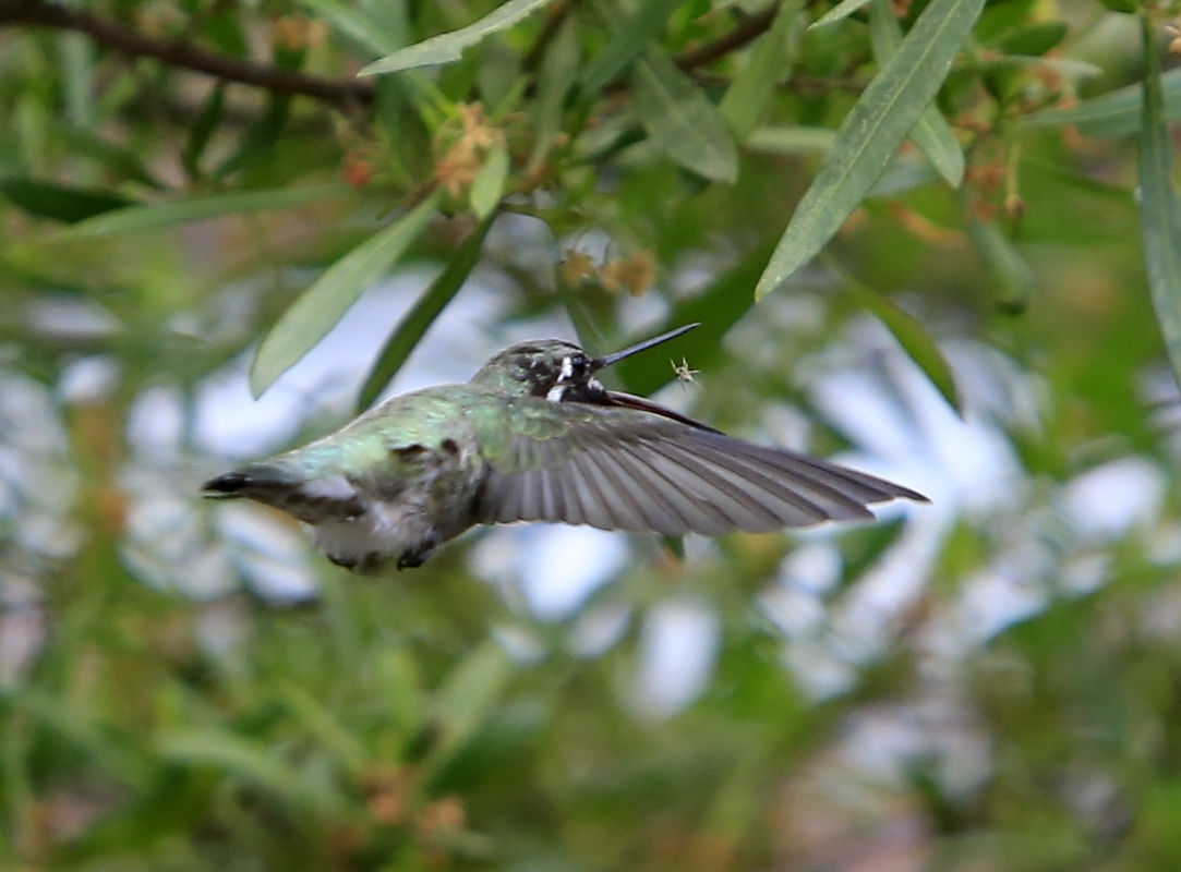 Hummingbirds in backyards and beyond